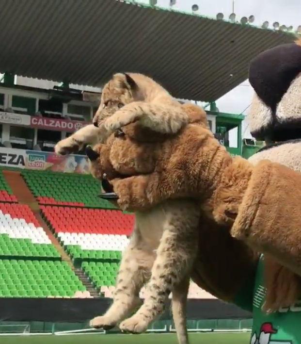 New Club Leon Mascot Is Ridiculously Adorable