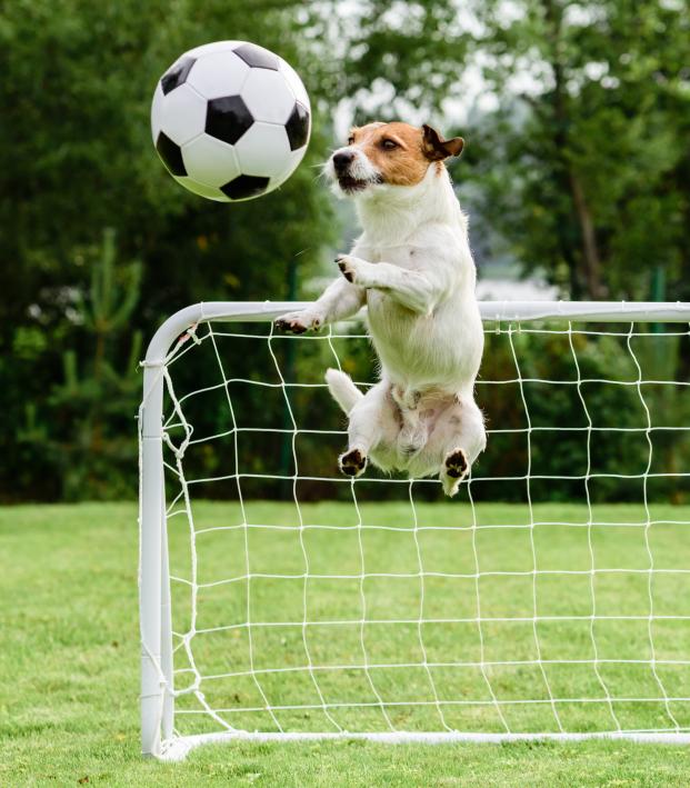 Dogs are trained to become football teams with skillful techniques