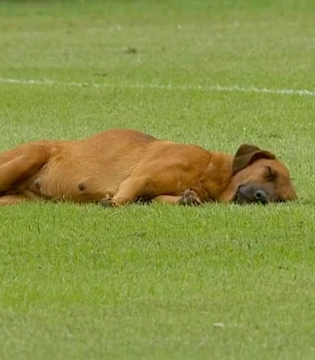 Dog takes a nap during soccer game