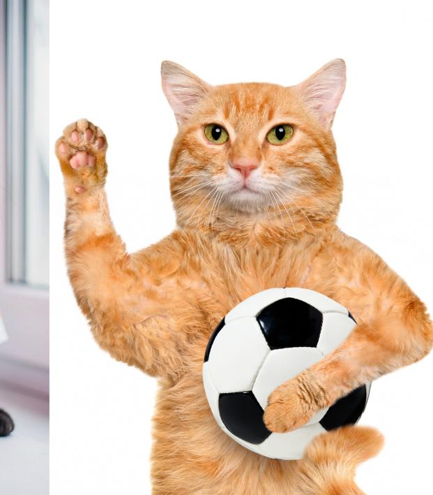 Soccer Cat Photos