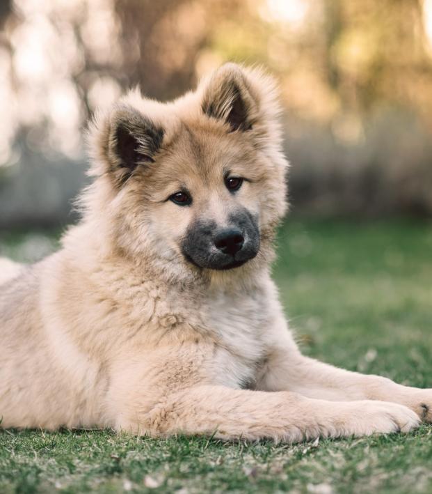 Beautiful soccer good boy