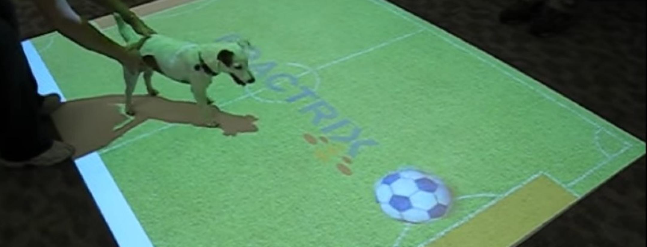 Interactive Floor Display - Dog Plays Virtual Soccer