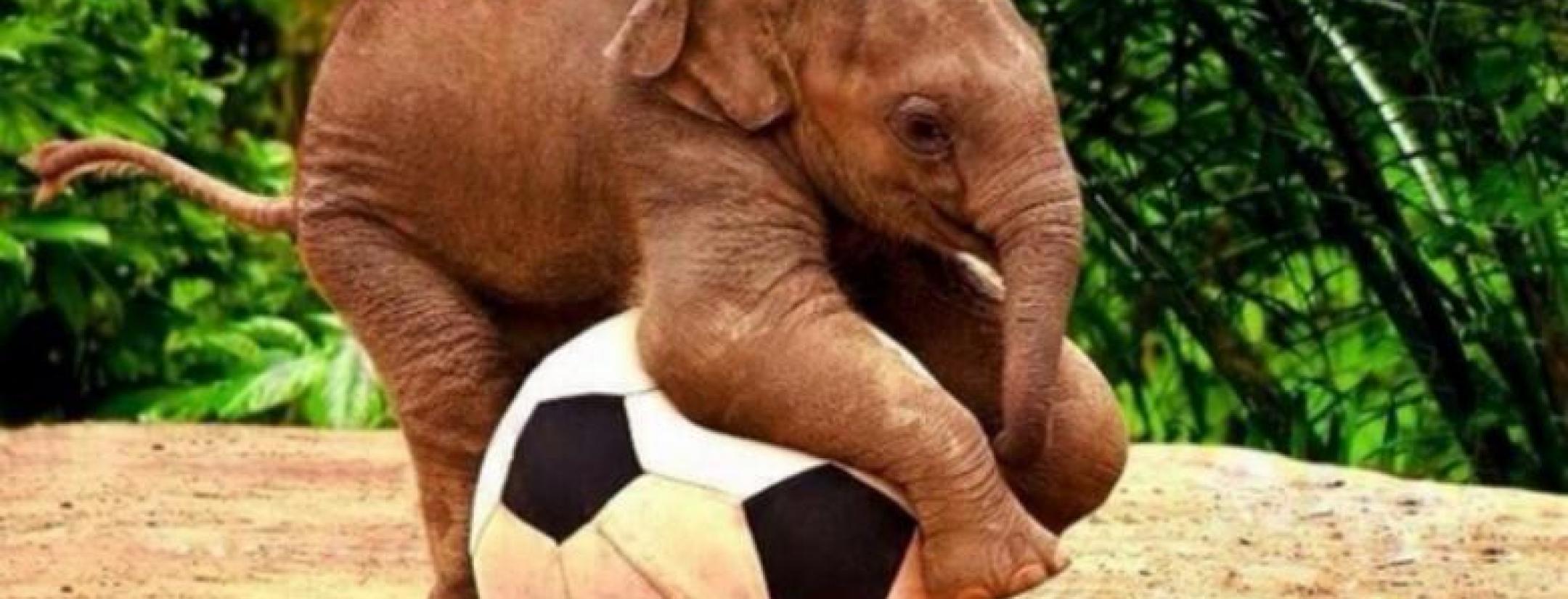 Elephant playing with a soccer ball