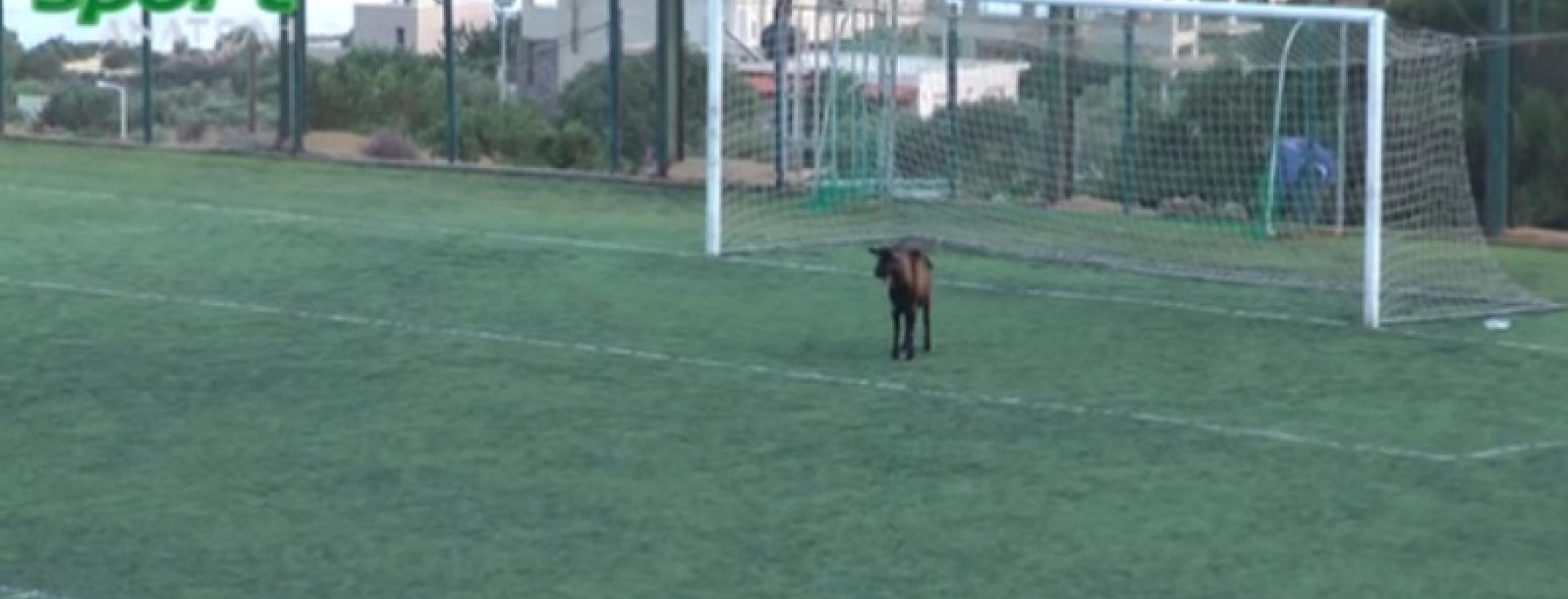 A Goat in Goal 