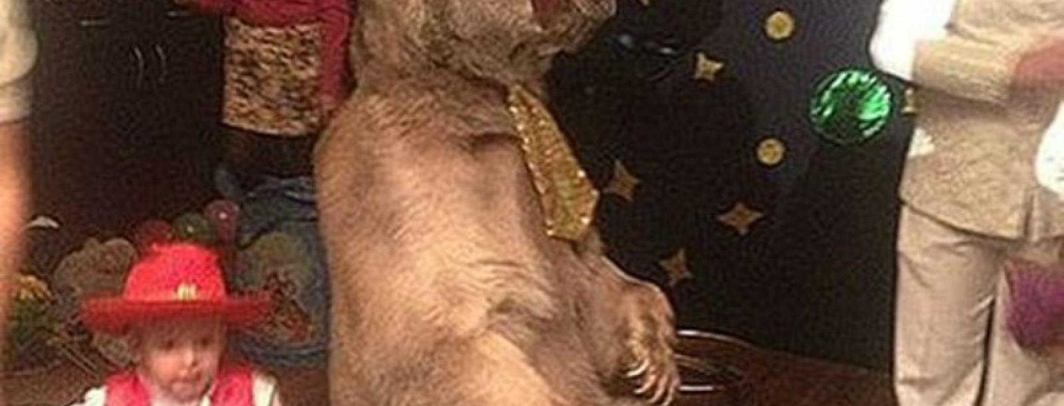 Russian Player Hires Live Bear For Son's Birthday Party