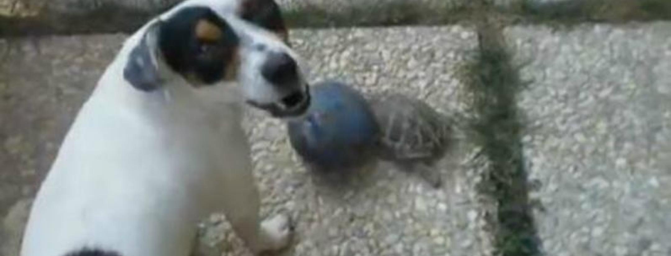 Video: Watch This Turtle's Luis Suarez Impression