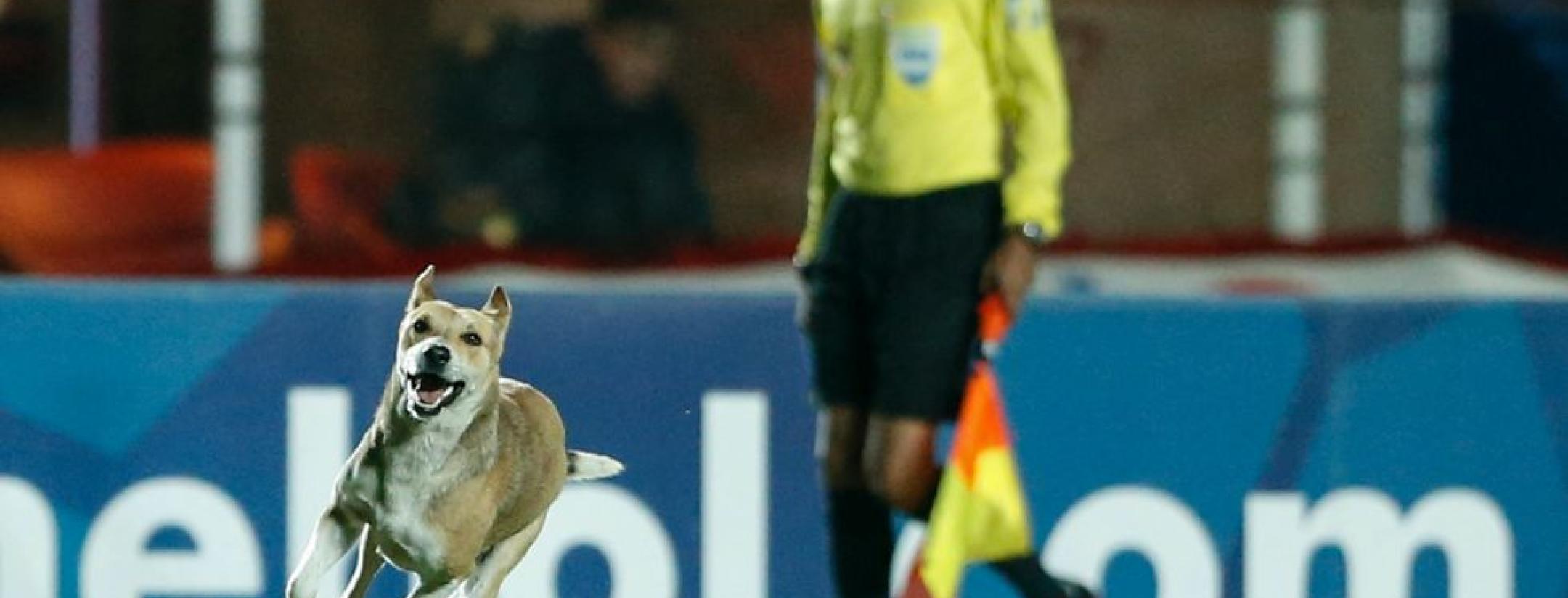 Dog runs on pitch during Argentina match.