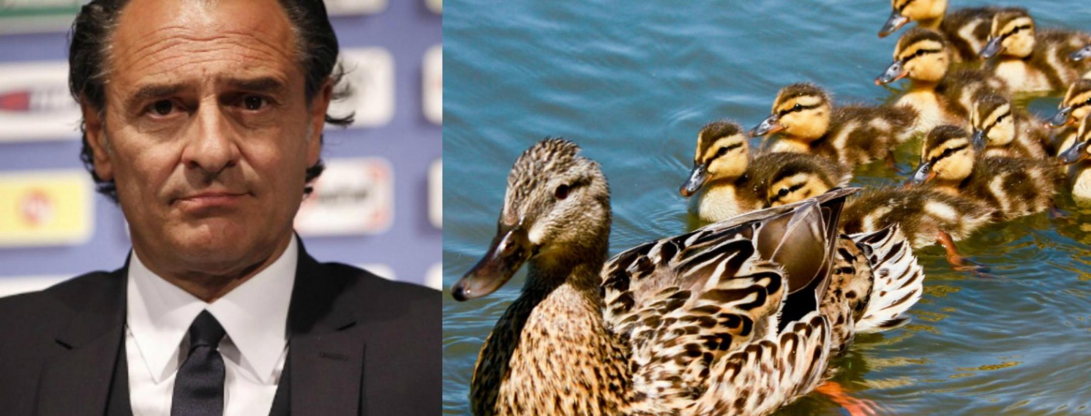 Cesare Prandelli and his ducks