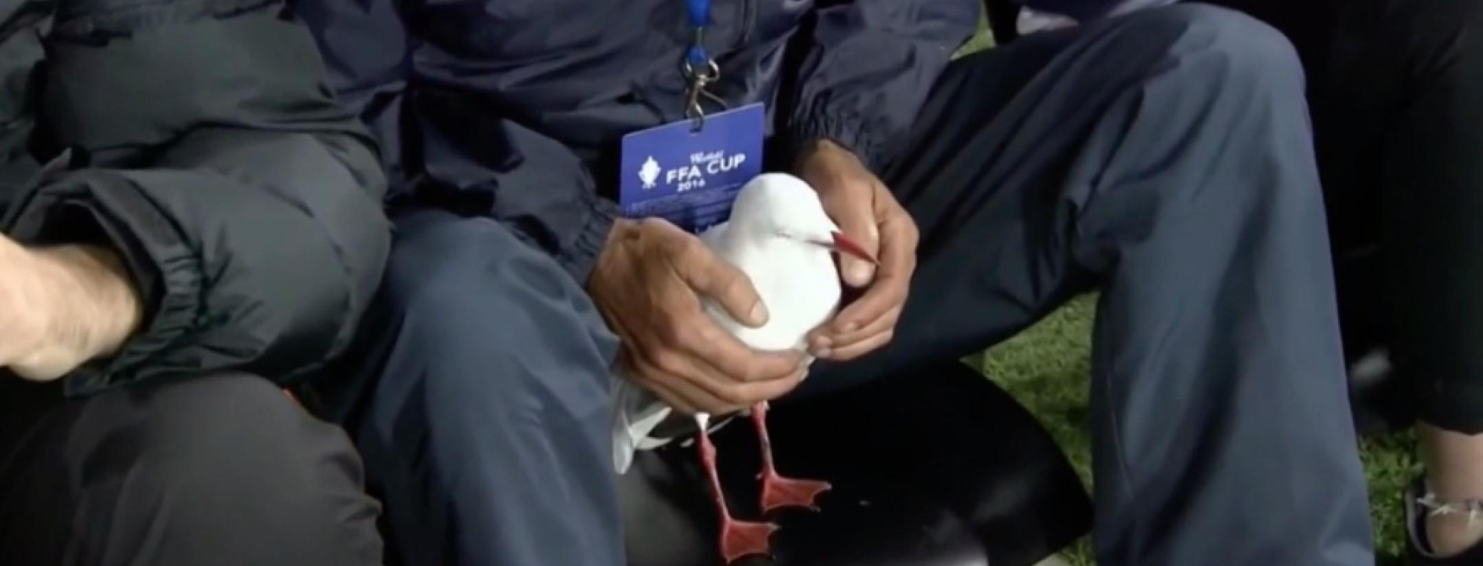 Seagull injured and revived in Australia