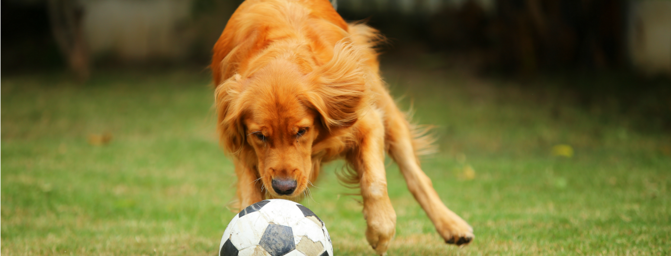 soccer dog