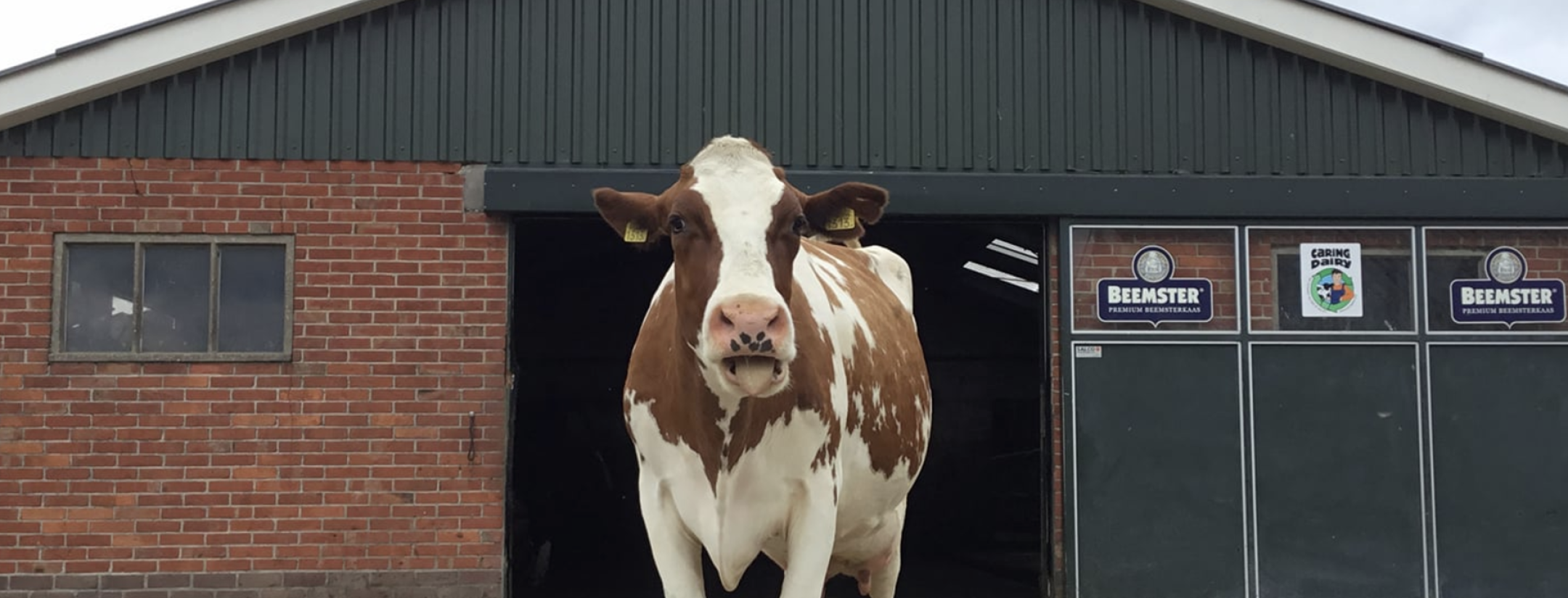Dutch cow Wkoe Sijtje predicts Ajax to win Europa League 