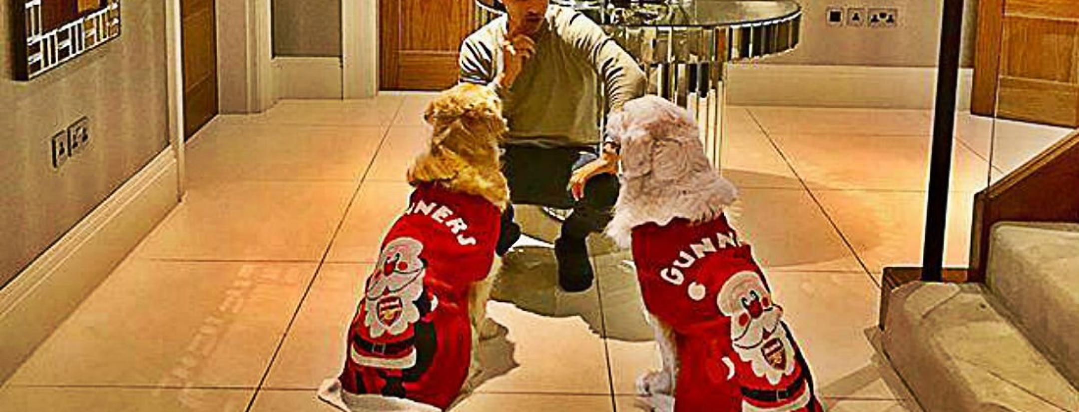 Alexis Sanchez dogs Christmas