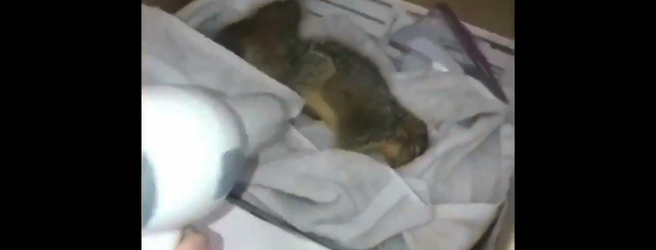 Natalie Belsito rescued a squirrel