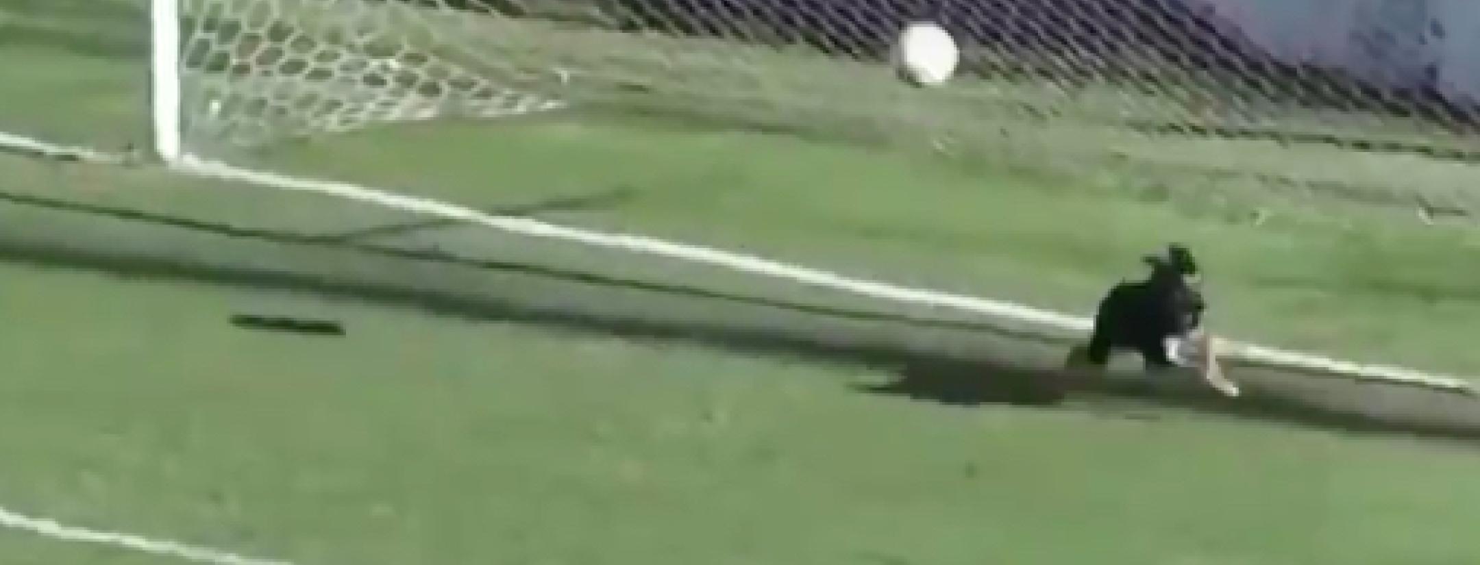 Dog saves goal