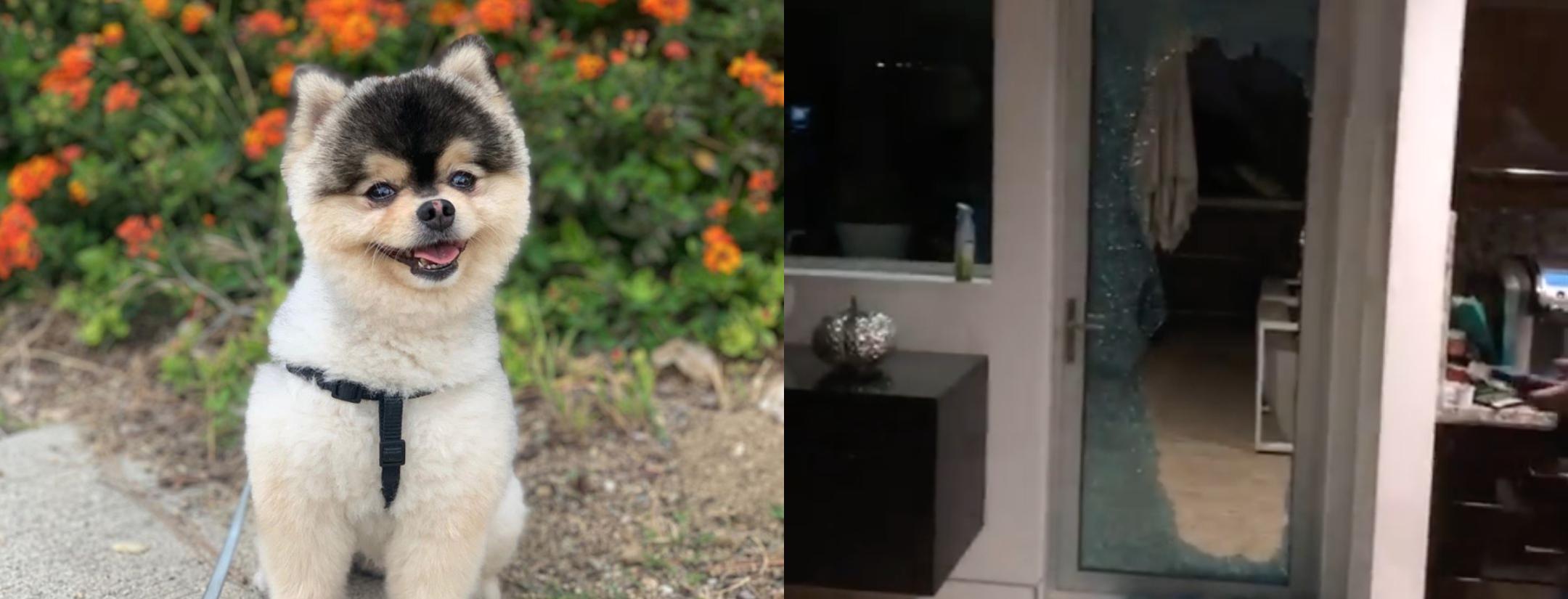 Daniel Sturridge Dog