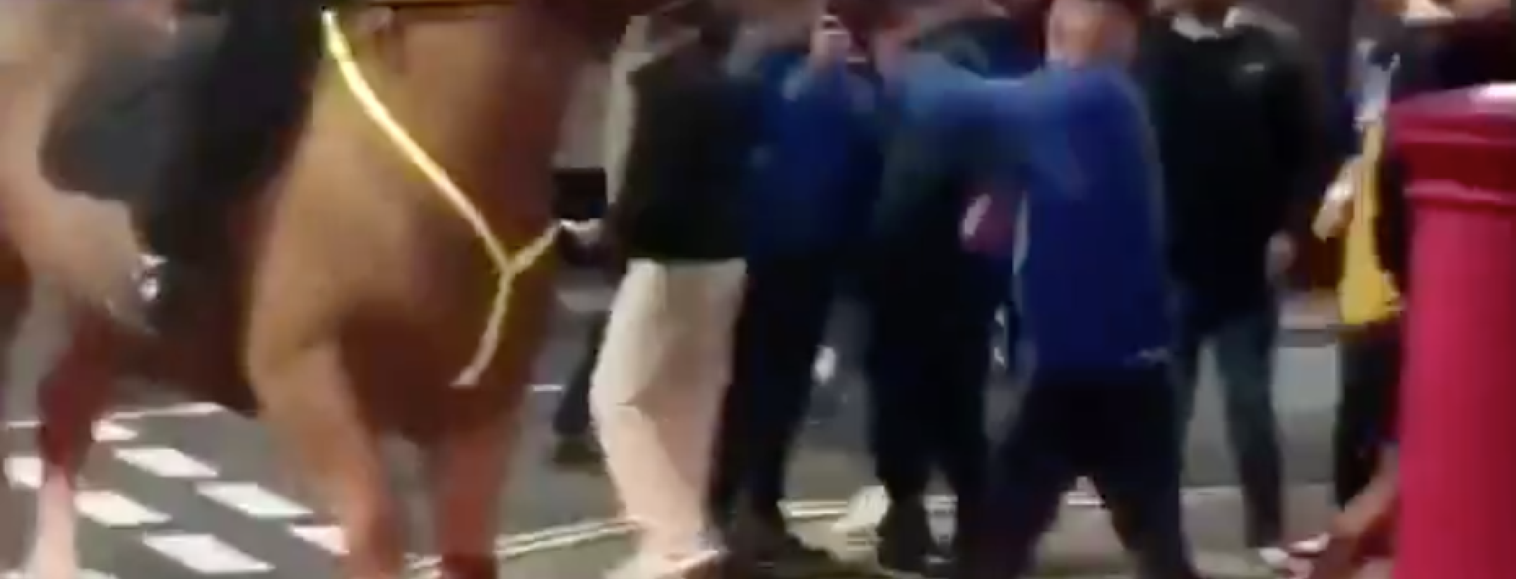 Portsmouth Fan Punches Police Horse