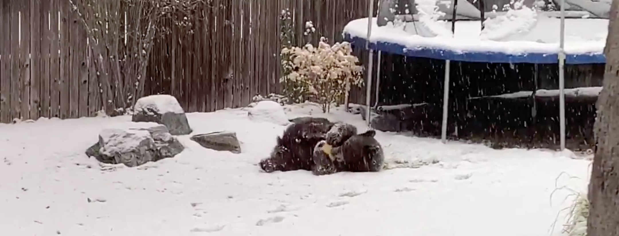 Bear Playing Soccer In Snow