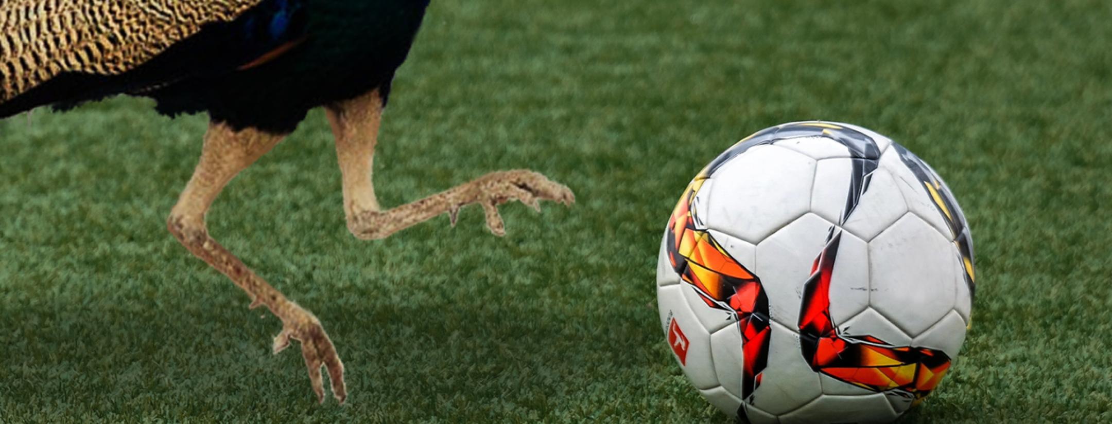 Peacock Soccer Offerings