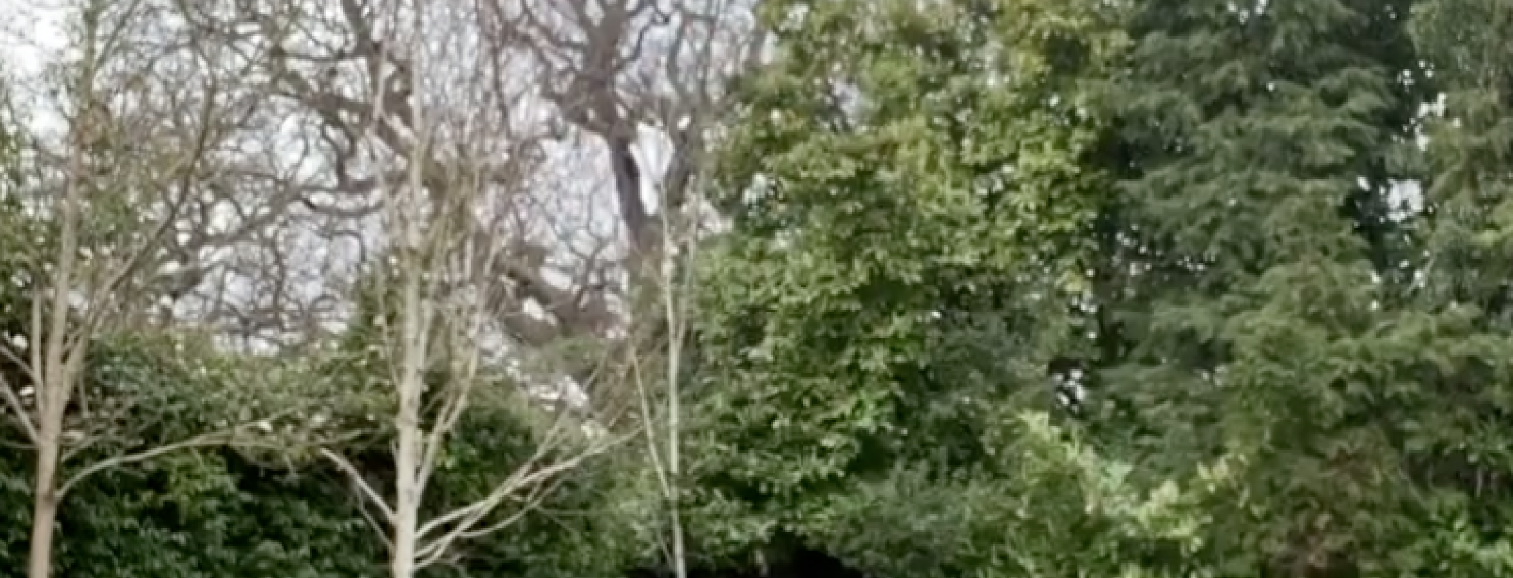 Christian Pulisic TikTok