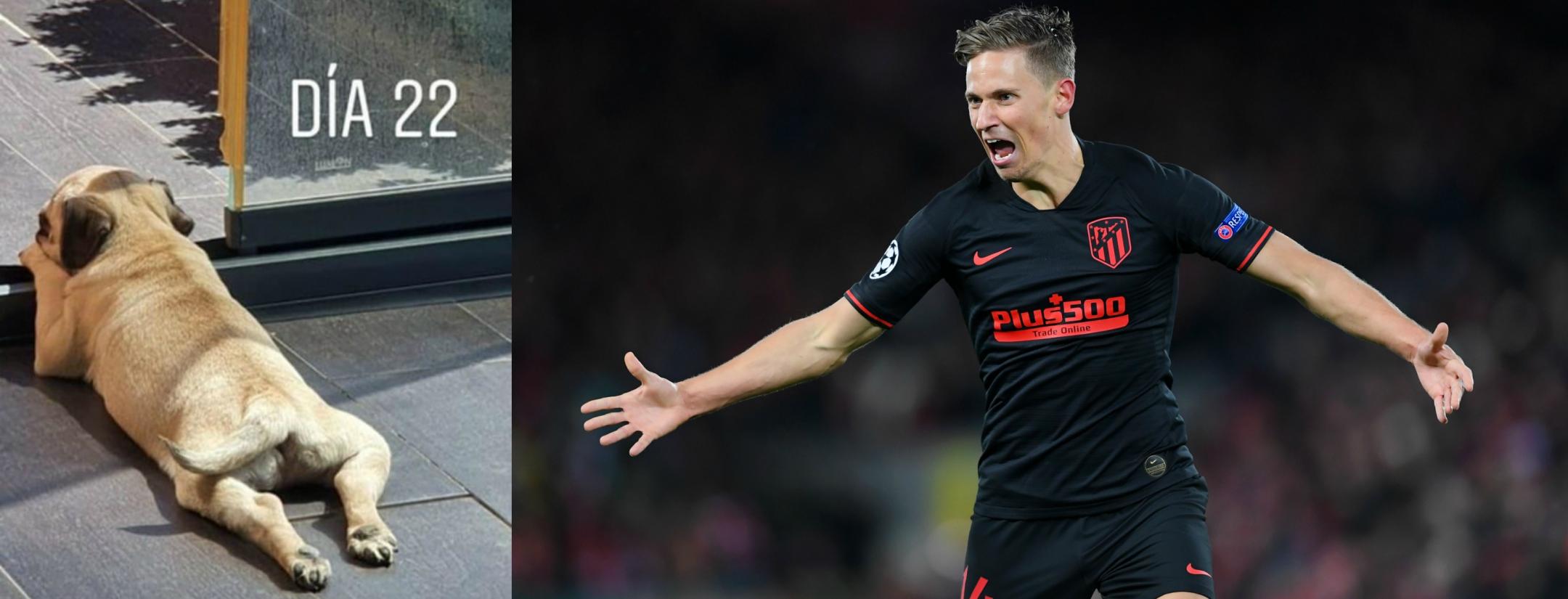 Marcos Llorente Dog Anfield