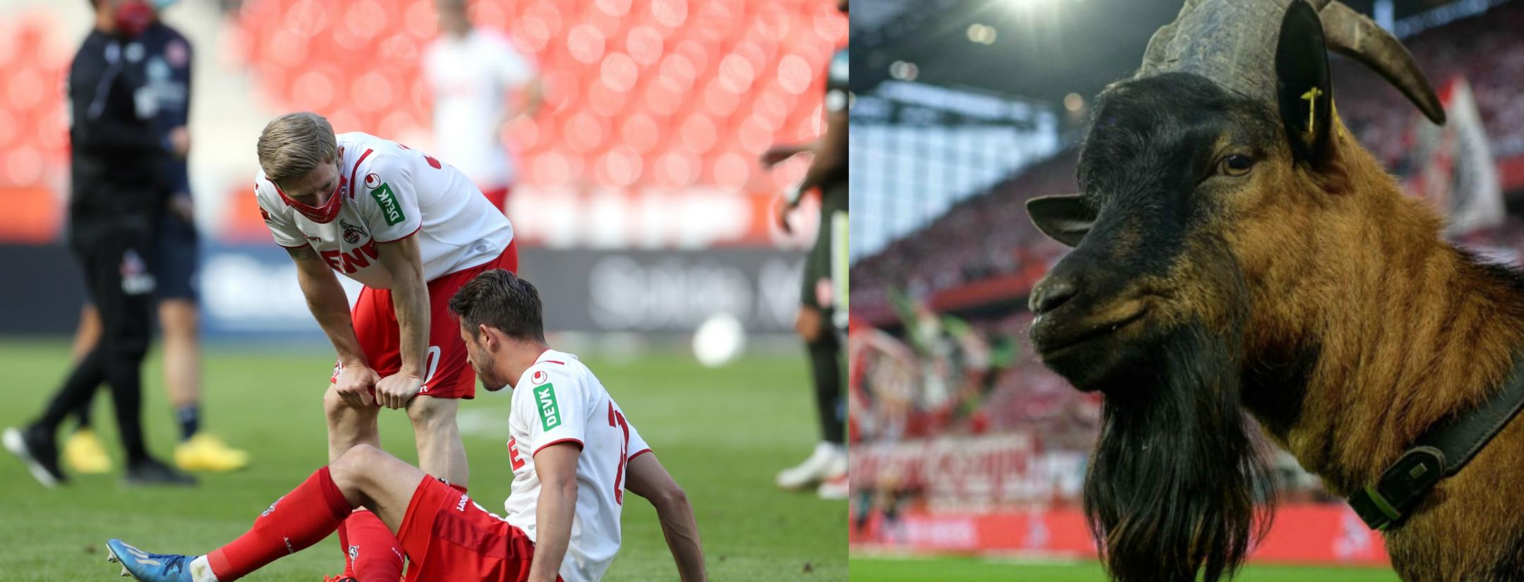 FC Cologne goat Hennes