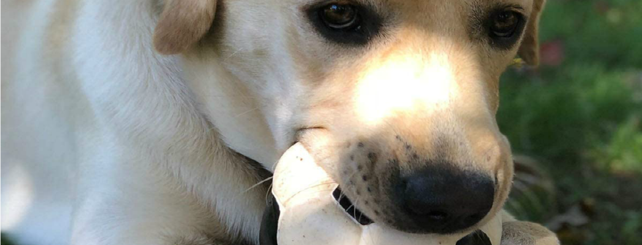 Soccer ball toy for dogs