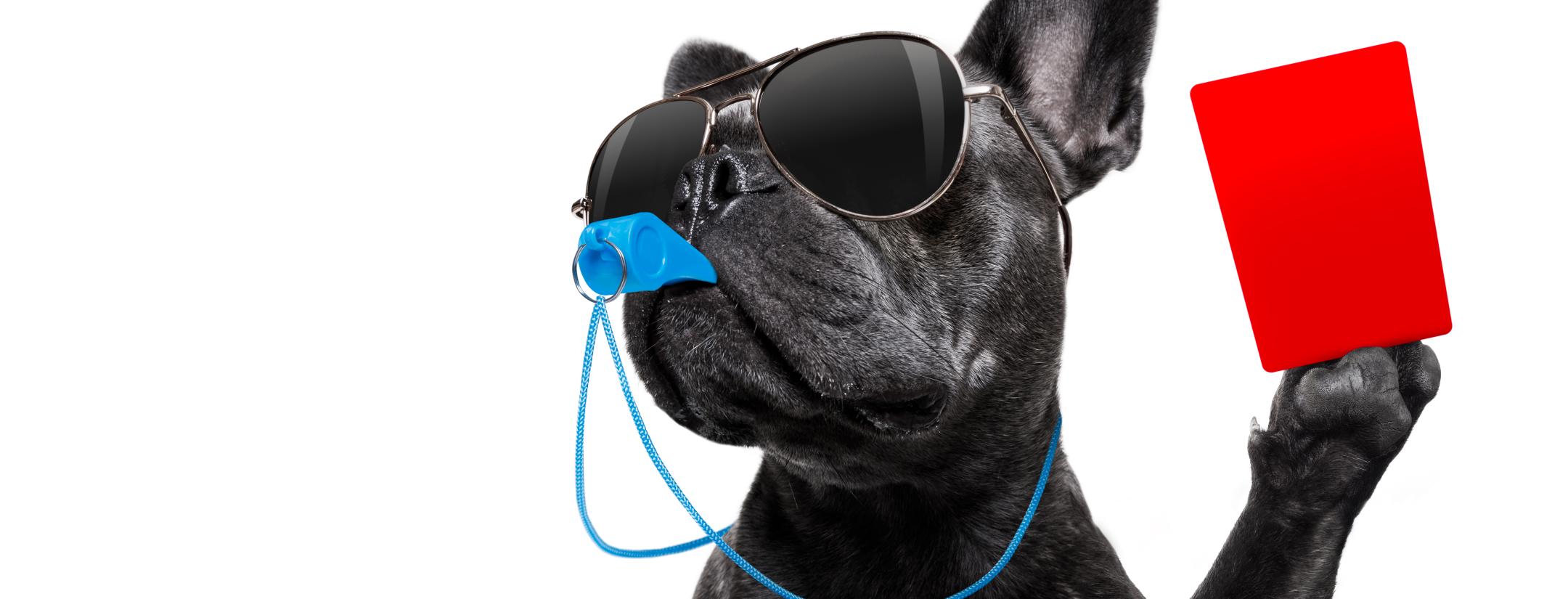 Soccer Dog Shown Red Card