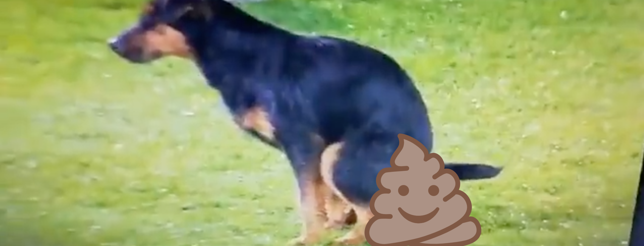 Dog Poops On Europa Conference League