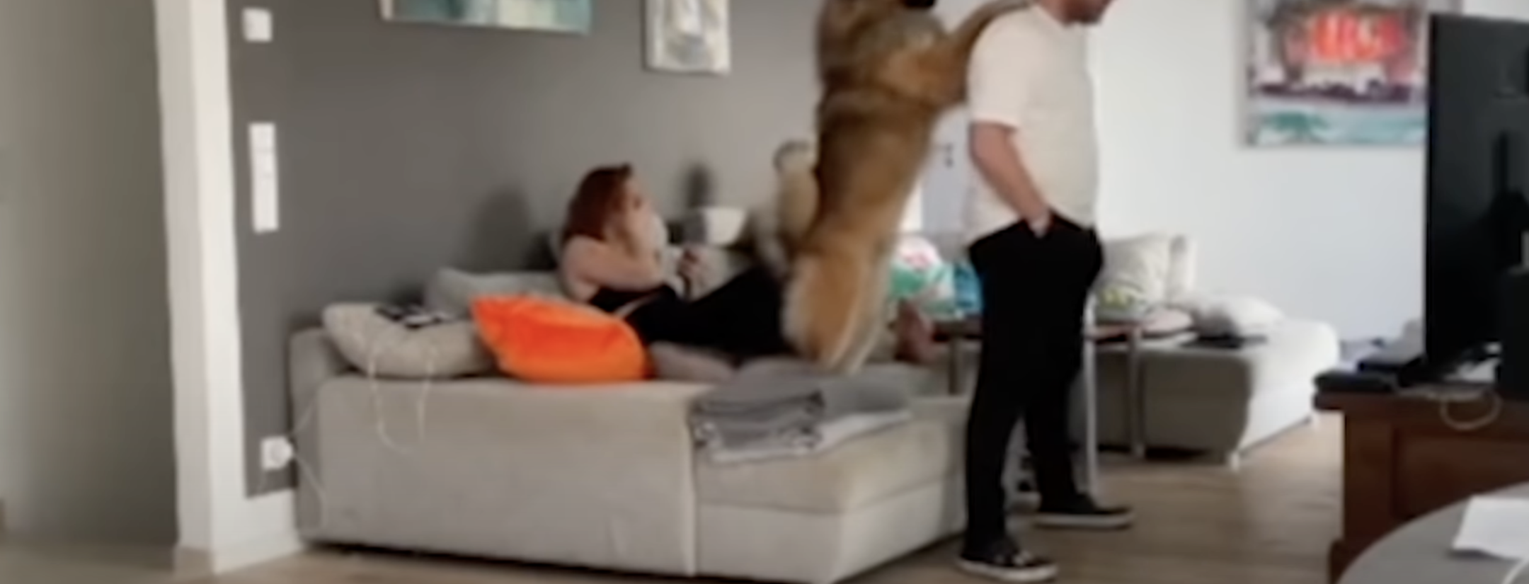 FC Cologne Coach Dog