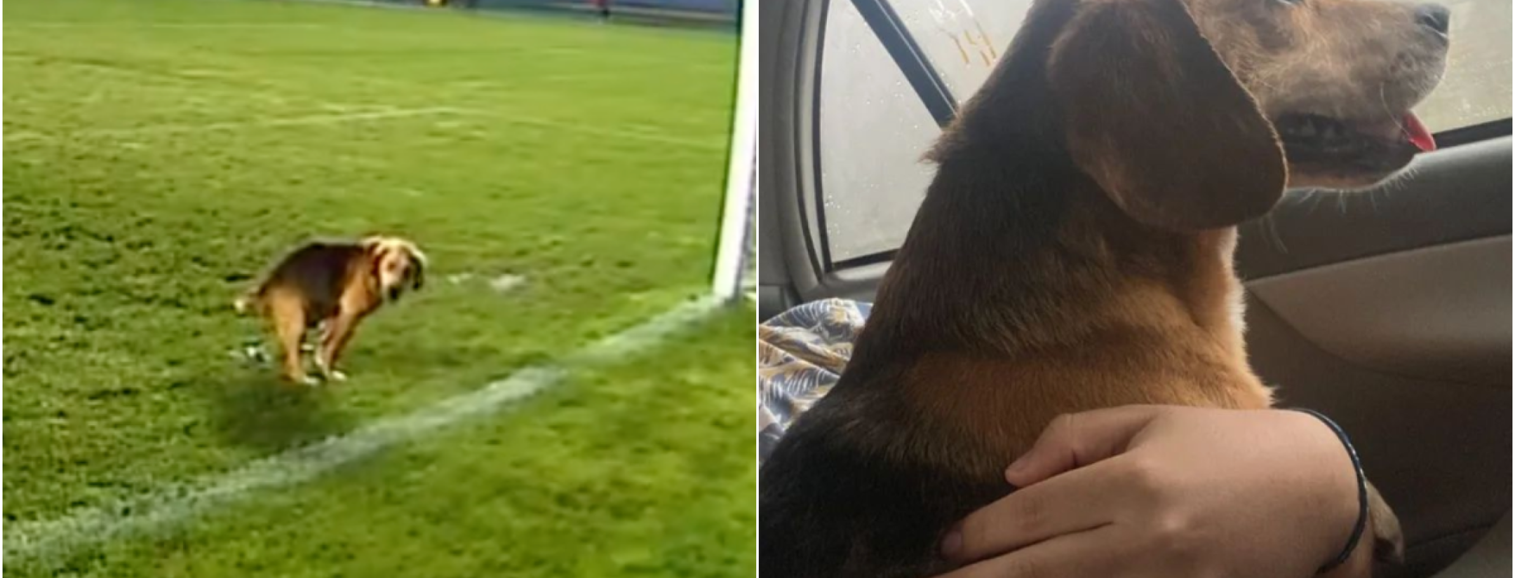 Dog Poops On Pitch