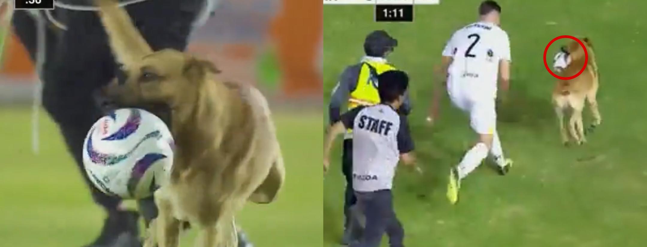 Pitch-invading dog steals ball
