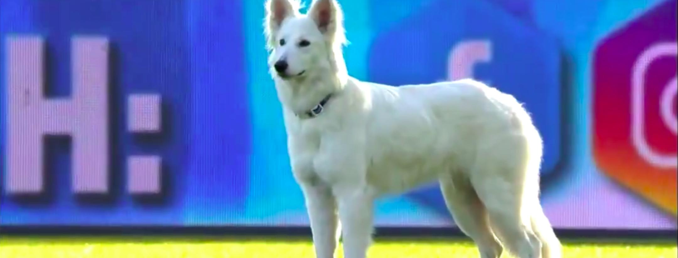 White Swiss Shepherd Dog