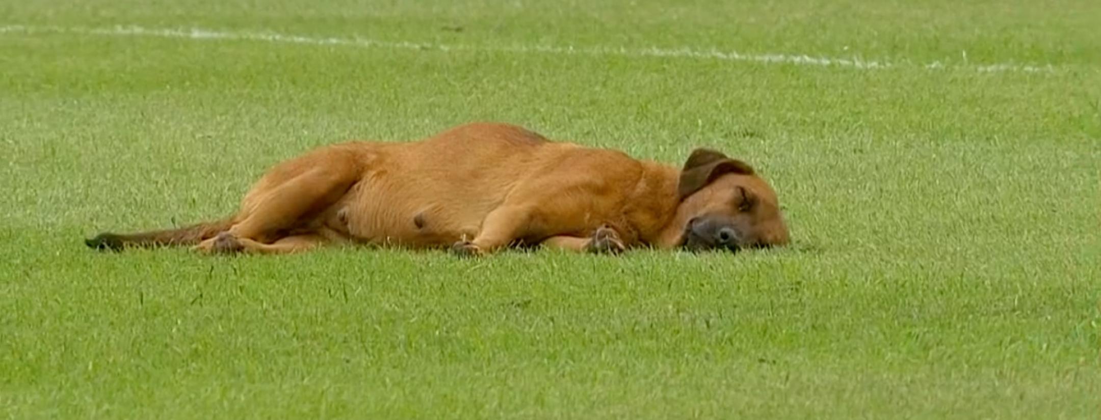 Dog takes a nap during soccer game