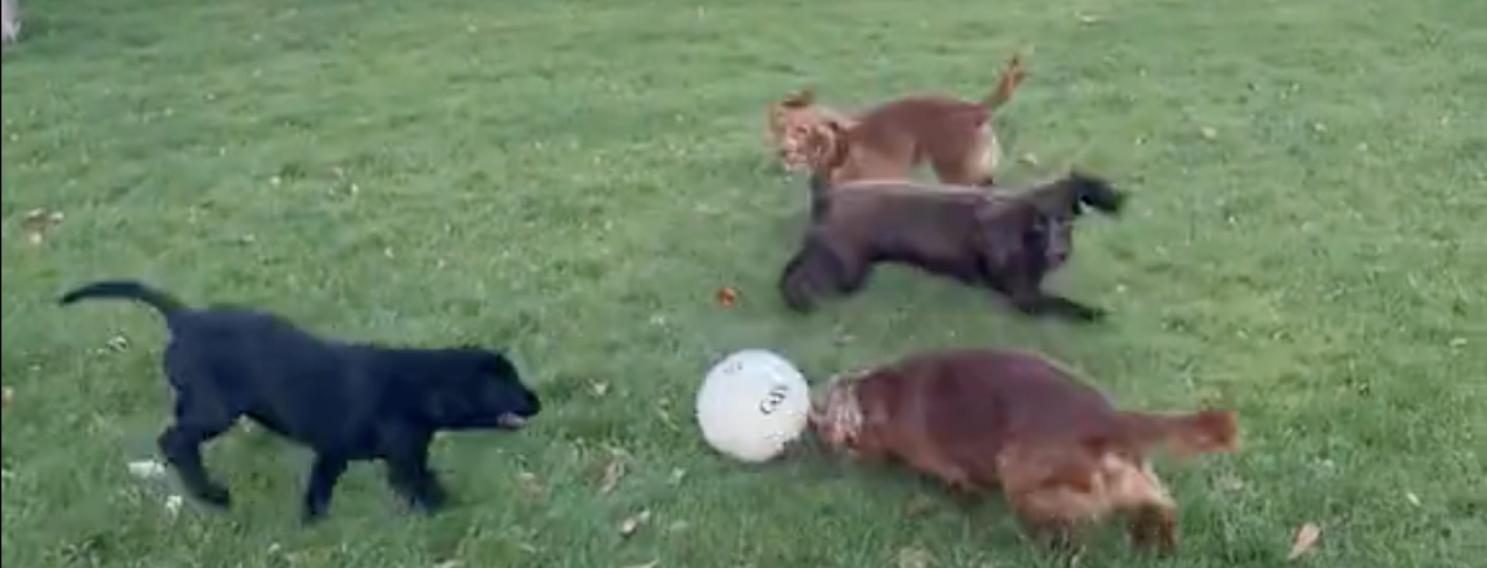 Dog dribbling soccer ball