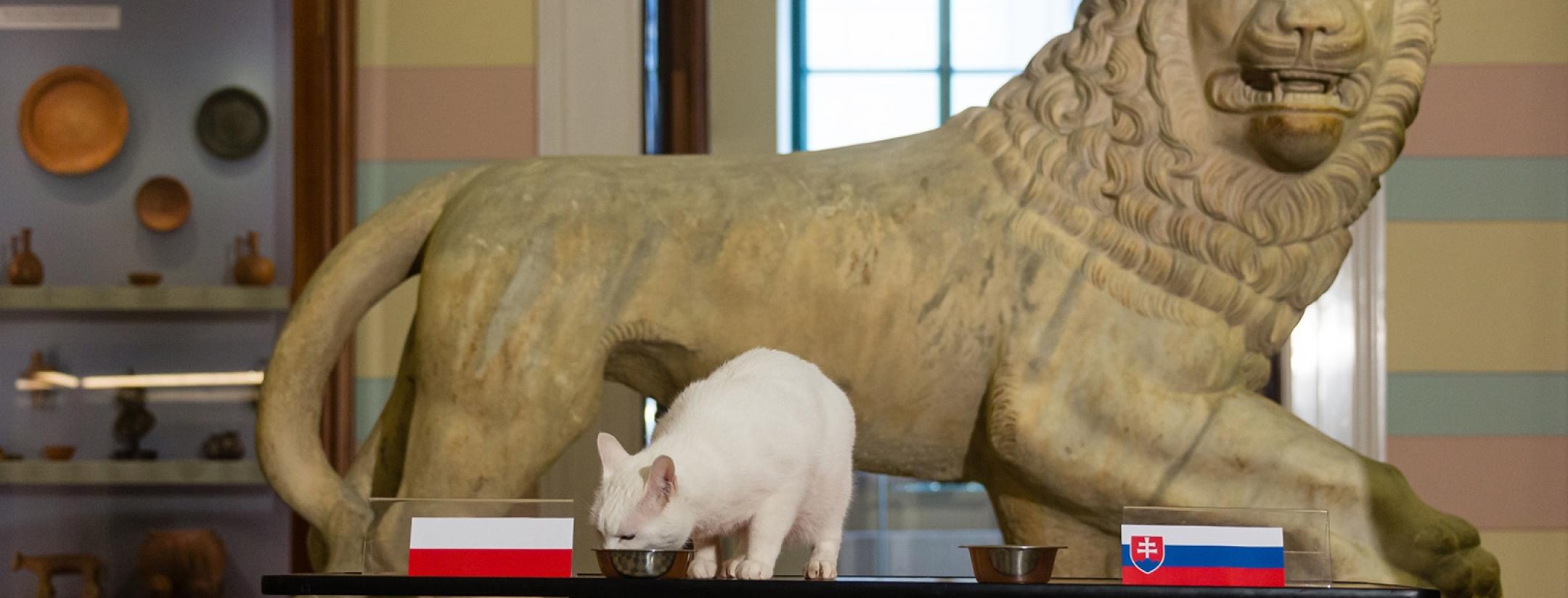 Gato Aquiles Oráculo Euro 2020