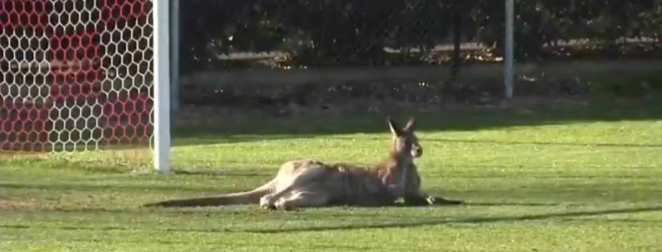 Pitch-Invading Kangaroo