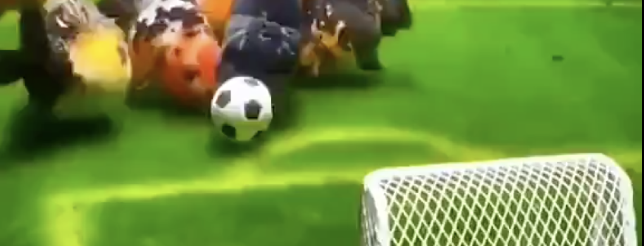Animals playing soccer
