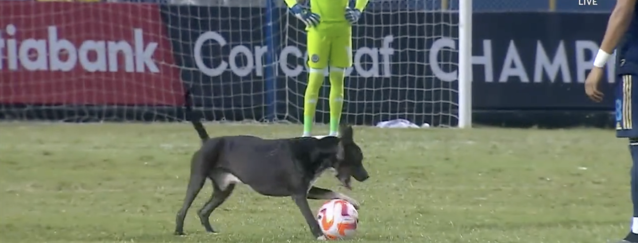Concacaf Champions League dog invasion