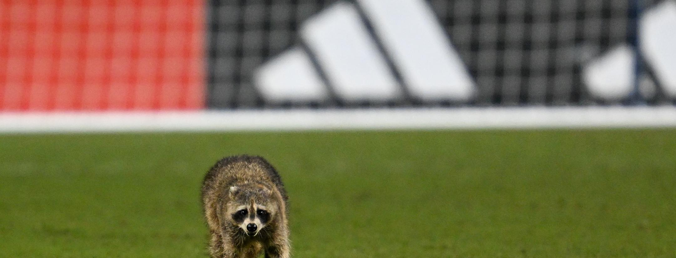 MLS raccoon invasion