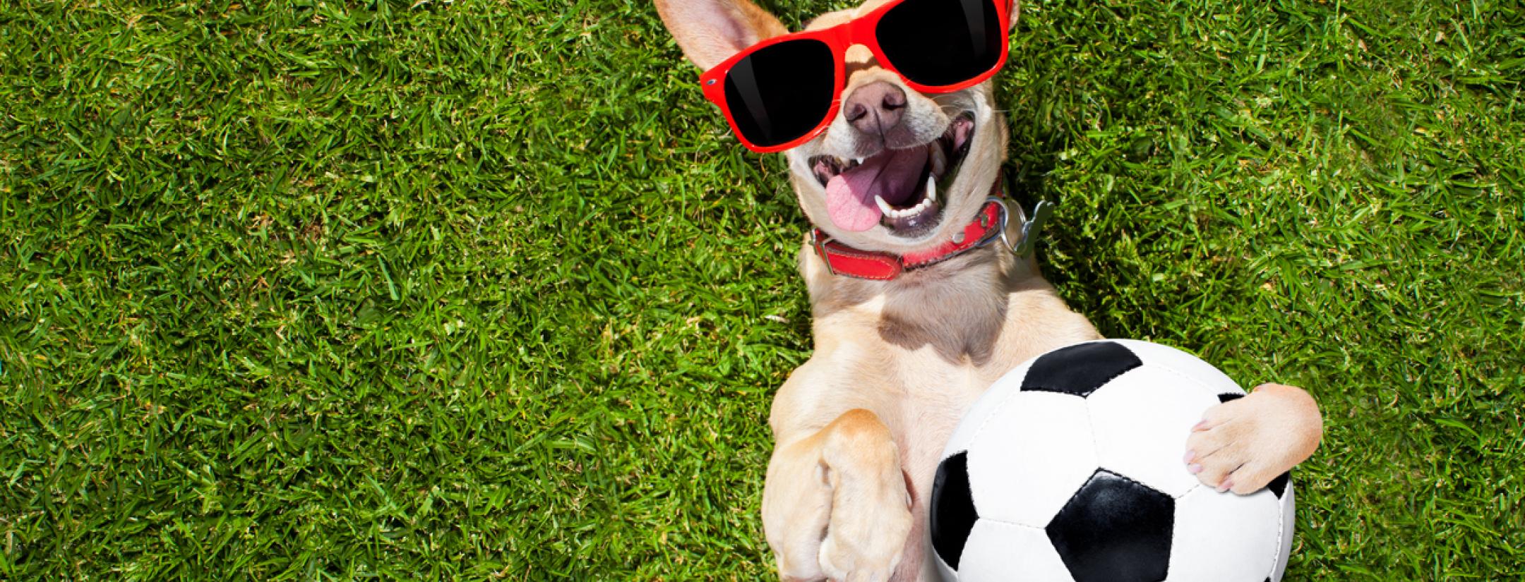 soccer dog