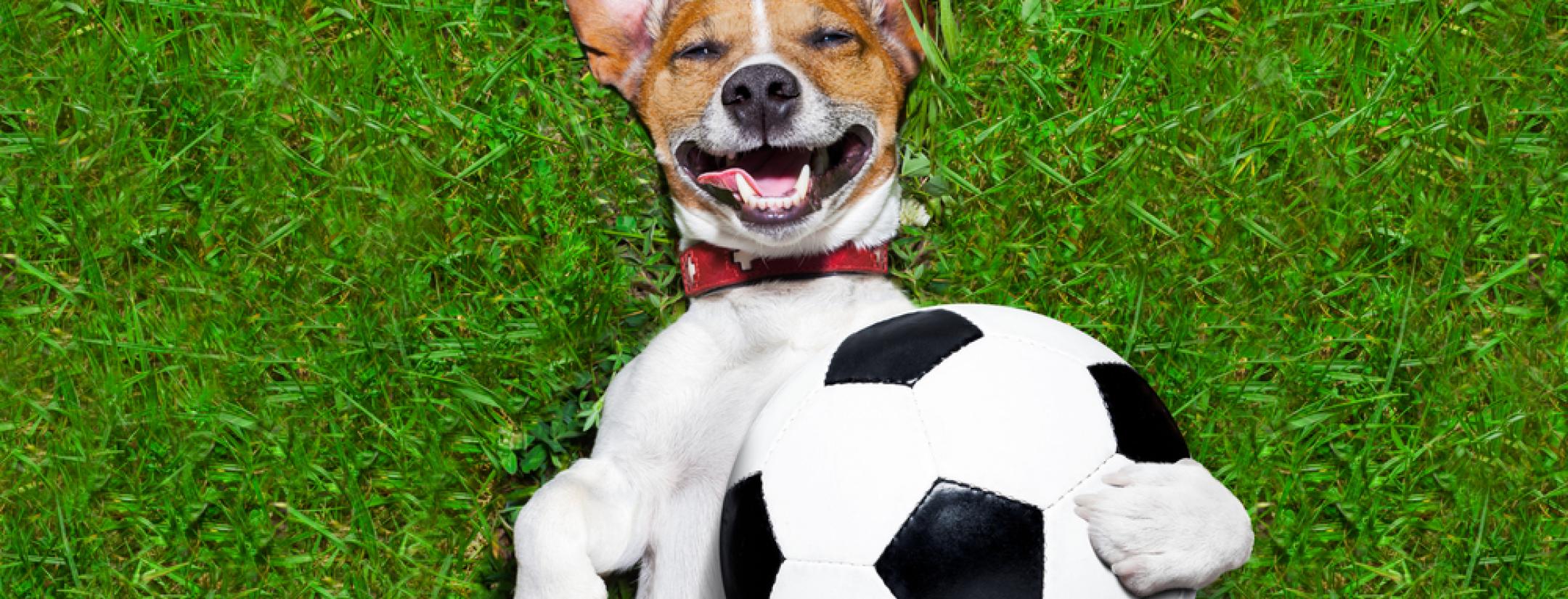 soccer dog