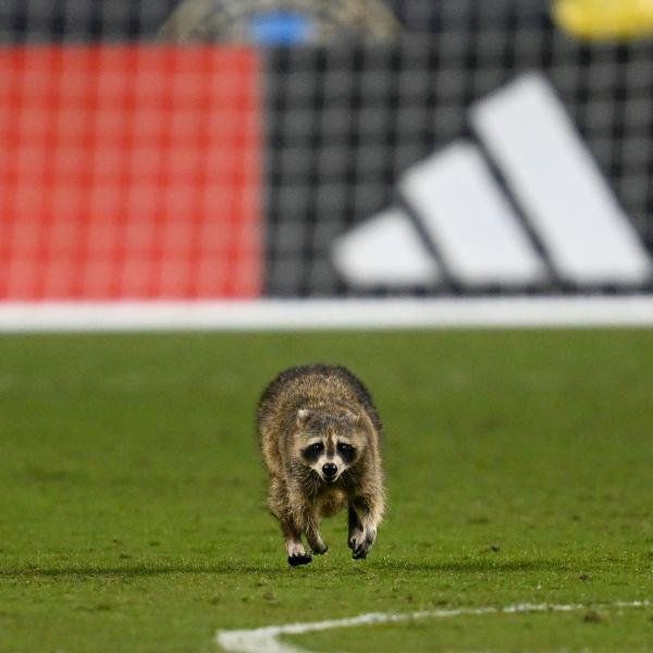MLS raccoon invasion