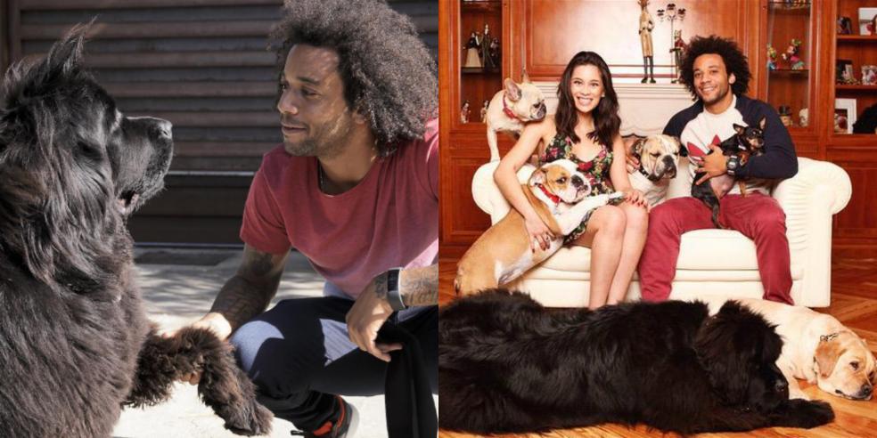 Marcelo, his wife, and their six dogs
