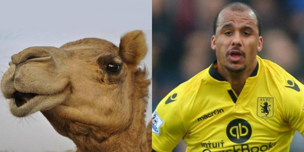 Gabriel Agbonlahor's animal look alike: a camel