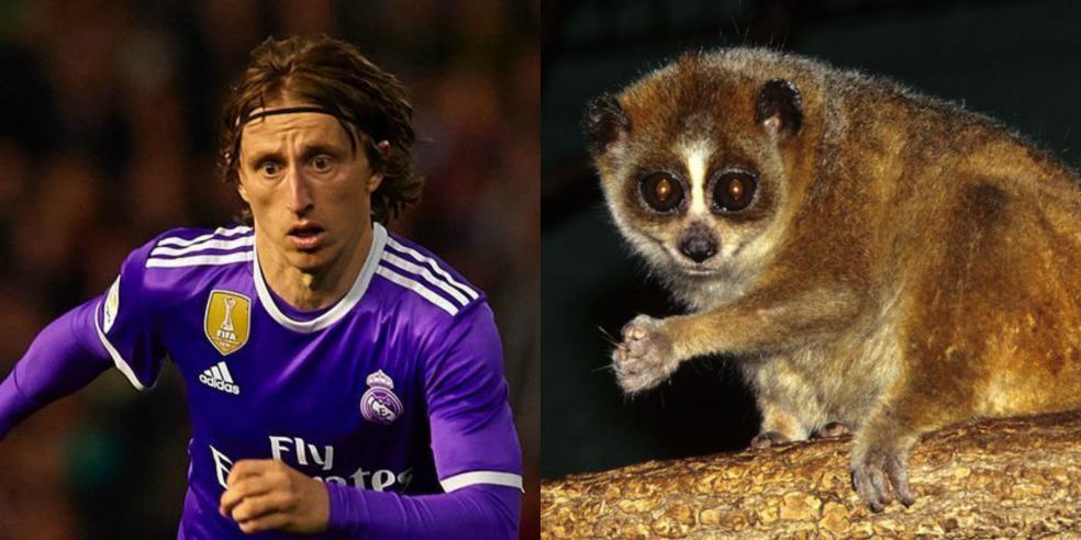 Luka Modric's animal look alike: a pygmy slow loris 
