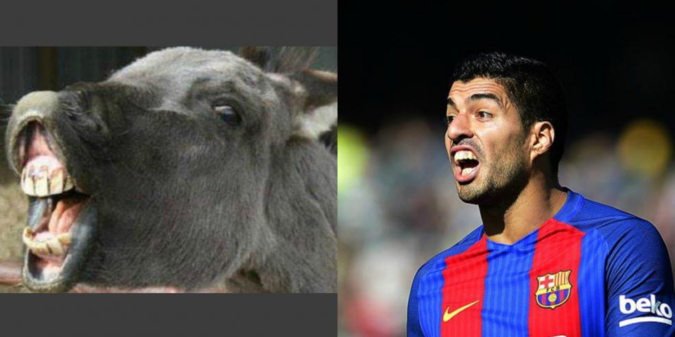 Luis Suarez's animal look alike: a donkey