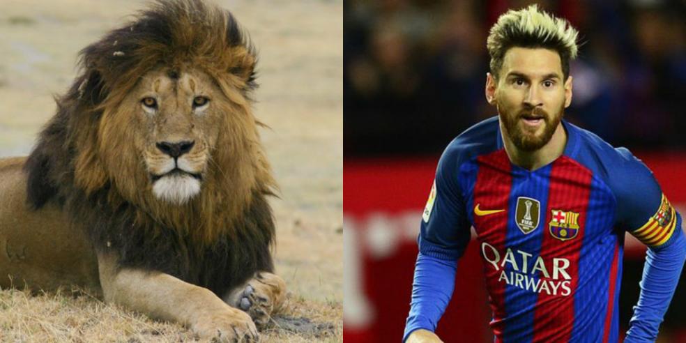 Lionel Messi's animal look alike: a lion
