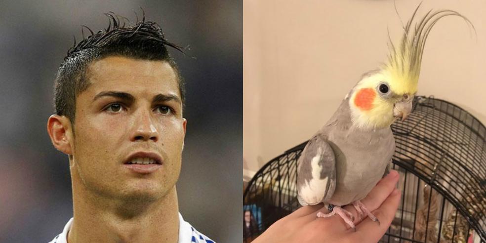 Cristiano Ronaldo's animal look alike: a cockatiel