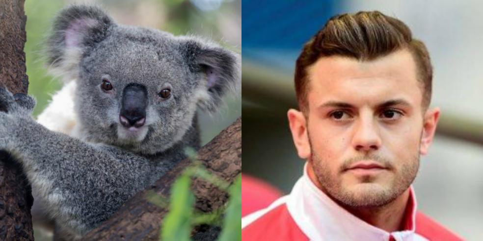 Jack Wilshere's animal look alike: a koala