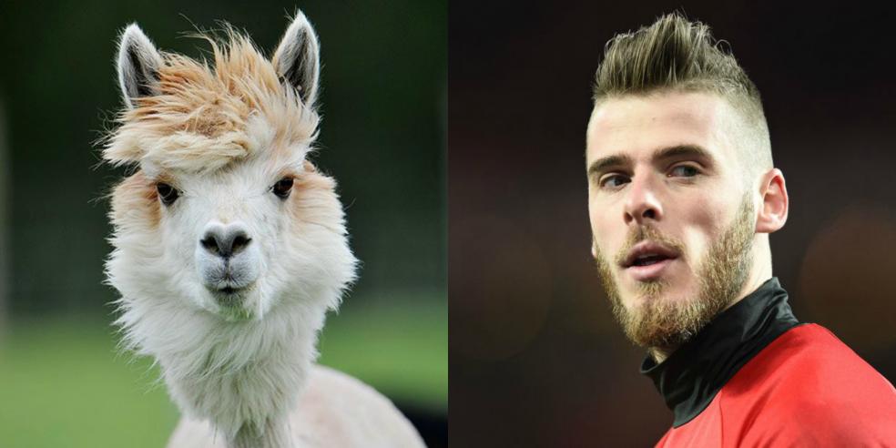 David de Gea's animal look alike: an alpaca